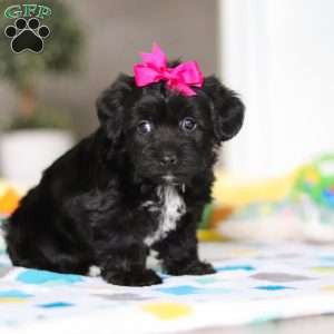Brooke, Yorkie Poo Puppy